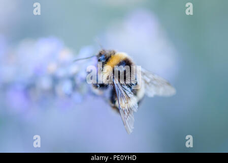 Bienen Bestäubung Lavendel Stockfoto