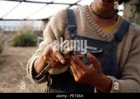 Mann, der Babykrokodil auf der Krokodilfarm hält, Oudtshoorn, Südafrika, 1981 Stockfoto