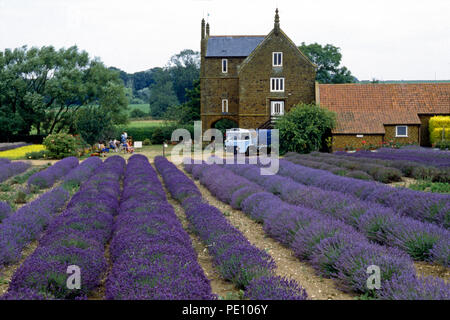 Lavender Farm, Heacham, Norfolk, England, 1983 Stockfoto