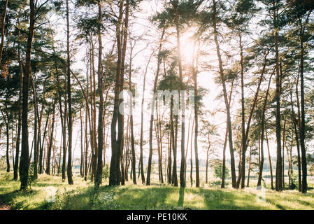 Sonnigen Tag im grünen Wald mit Pinien. Stockfoto