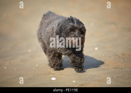 Havaneser hunde für den menschlichen Freund am Strand in Bibione, Italien warten Stockfoto