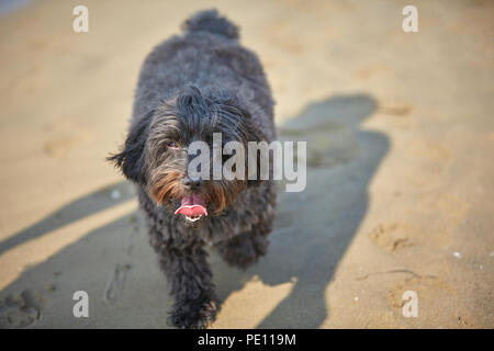 Havaneser hunde für den menschlichen Freund am Strand in Bibione, Italien warten Stockfoto