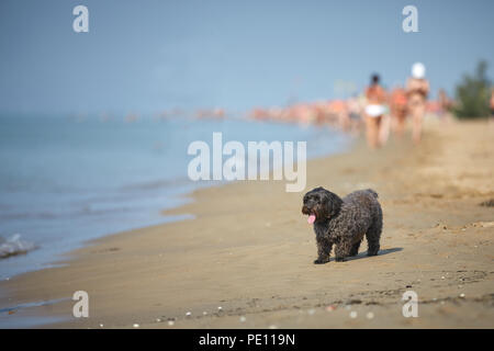 Havaneser hunde für den menschlichen Freund am Strand in Bibione, Italien warten Stockfoto