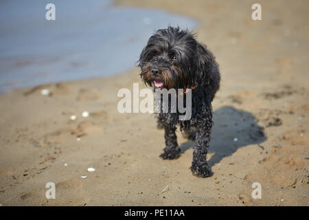 Havaneser hunde für den menschlichen Freund am Strand in Bibione, Italien warten Stockfoto