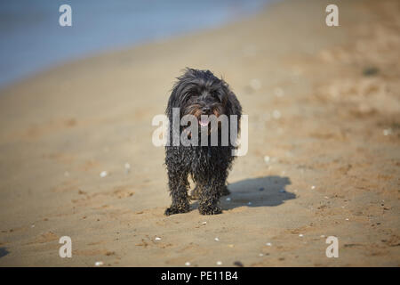 Havaneser hunde für den menschlichen Freund am Strand in Bibione, Italien warten Stockfoto