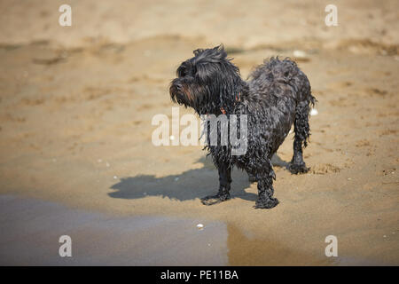 Havaneser hunde für den menschlichen Freund am Strand in Bibione, Italien warten Stockfoto