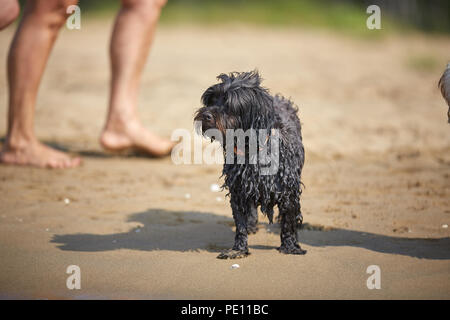 Havaneser hunde für den menschlichen Freund am Strand in Bibione, Italien warten Stockfoto