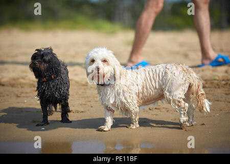 Havaneser hunde für den menschlichen Freund am Strand in Bibione, Italien warten Stockfoto