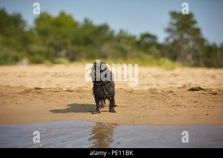 Havaneser hunde für den menschlichen Freund am Strand in Bibione, Italien warten Stockfoto