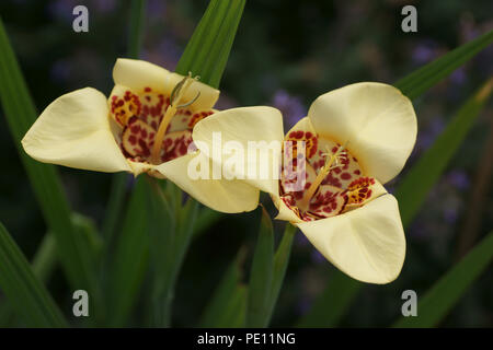 Tigridia pavonia Stockfoto