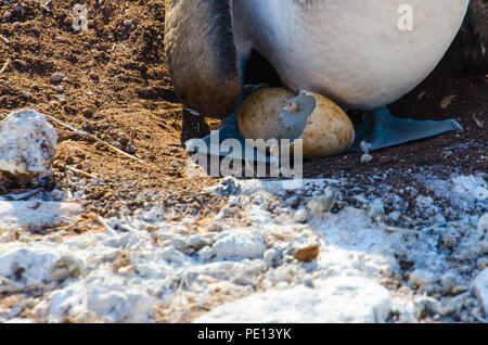 Nach blau-footed Booby sitzt auf Nest mit frisch geschlüpfte Küken und Ei. Blaufußtölpel camouflage Eier mit schmutzigen sie vor Feinden zu verstecken. Stockfoto