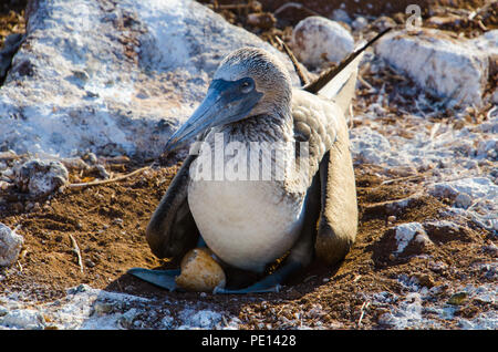 Nach blau-footed Booby sitzt auf Nest mit frisch geschlüpfte Küken und Ei. Blaufußtölpel Zuchtpaare exchange nesting Aufgaben. Stockfoto