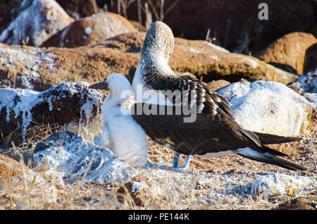 Nach blau-footed Booby stand Wache über die flauschigen weißen Monat alt Küken. Stockfoto