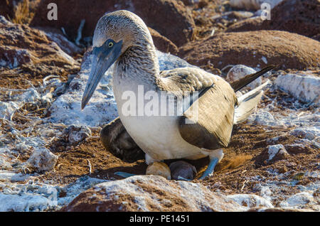 Nach blau-footed Booby sitzt auf Nest mit frisch geschlüpfte Küken und Ei. Blaufußtölpel Zuchtpaare exchange nesting Aufgaben. Stockfoto