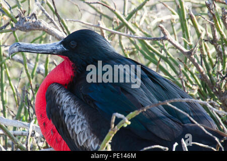 Erwachsene männliche Prachtvolle Fregatte Vogelarten nisten in Bush einen Galapagos Insel, Seitenansicht mit rotem Hals Tasche aufgeblasen. Stockfoto