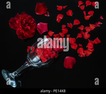 Eine Rose ist eine holzige mehrjährige blühende Pflanze der Gattung Rosa, in der Familie der Rosengewächse, oder die Blume, die sie trägt. Stockfoto