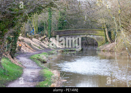 Baumstümpfen, nachdem Bäume abgeholzt worden auf dem Kanal in Macclesfield Cheshire als Teil einer Erhaltung Grundlage Canal Leinpfad Instandhaltungsprogramm Stockfoto