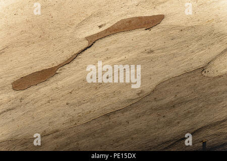 Abstraktion in der Rinde eines Eukalyptus Stockfoto