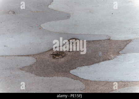 Abstraktion in der Rinde eines Eukalyptus Stockfoto