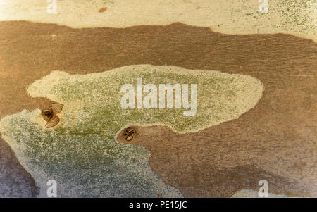 Abstraktion in der Rinde eines Eukalyptus Stockfoto