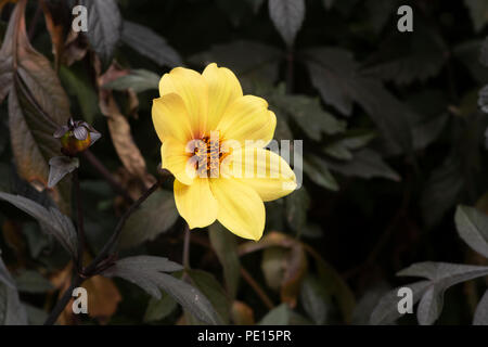 Dahlie 'Mystic Illusion' in einem Garten. UK. Einzelne Blüte Dahlie Stockfoto