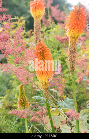 Kniphofia uvaria 'Nobilis'. Red Hot poker Blumen in einen englischen Garten. Großbritannien Stockfoto