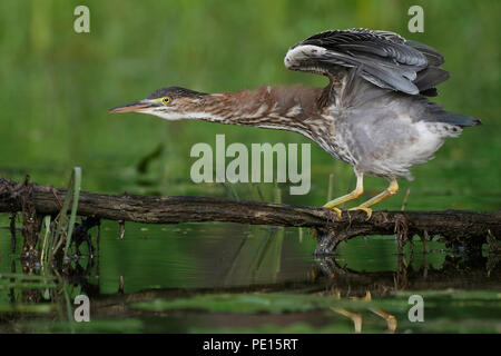 Juvenile Green Heron (Butorides Virescens) Balancieren auf einem Zweig hängend über dem Wasser - Ontario, Kanada Stockfoto