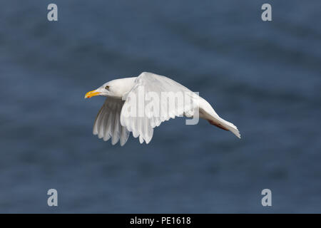 Ausführliches Porträt flying glaucous burgomeister Möwe (Larus hyperboreus), Flügeln, blauer Hintergrund Stockfoto