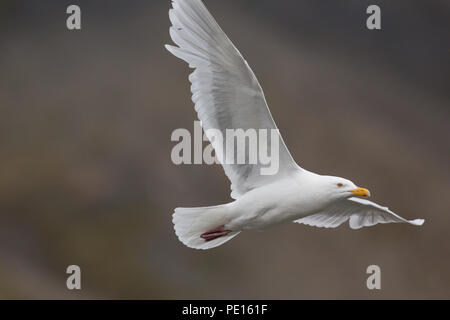 Ausführliches Porträt natürliche glaucous burgomeister Möwe (Larus hyperboreus) im Flug Stockfoto