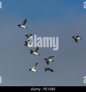 Mehrere natürliche Thick-billed murre Vögel (Uria lomvia) fliegen, blauer Himmel, Sonnenschein Stockfoto