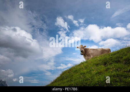 Brauner Berg grasende Kühe auf der Alm in den Berner Alpen im Sommer. Grindelwald, Jungfrau Region, Berner Oberland, Schweiz Stockfoto