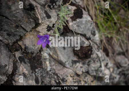 Violetten Blüten von edraianthus auf dem Felsen auf dem Gipfel des Piribeg Sharr Gebirge im Kosovo, in Serbien Stockfoto