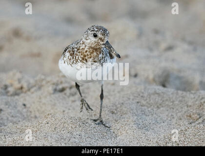 Sanderling (Calidris alba) Nahrungssuche auf einem Lake Huron strand Anfang August - Ontario, Kanada Stockfoto