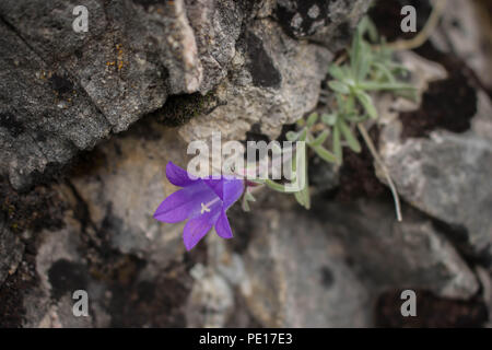 Violetten Blüten von edraianthus auf dem Felsen auf dem Gipfel des Piribeg Sharr Gebirge im Kosovo, in Serbien Stockfoto