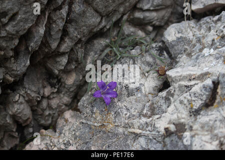 Violetten Blüten von edraianthus auf dem Felsen auf dem Gipfel des Piribeg Sharr Gebirge im Kosovo, in Serbien Stockfoto