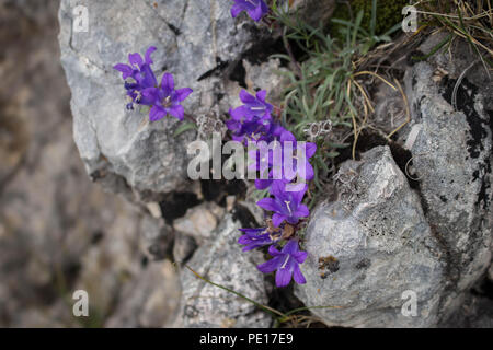 Violetten Blüten von edraianthus auf dem Felsen auf dem Gipfel des Piribeg Sharr Gebirge im Kosovo, in Serbien Stockfoto