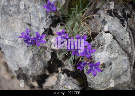 Violetten Blüten von edraianthus auf dem Felsen auf dem Gipfel des Piribeg Sharr Gebirge im Kosovo, in Serbien Stockfoto