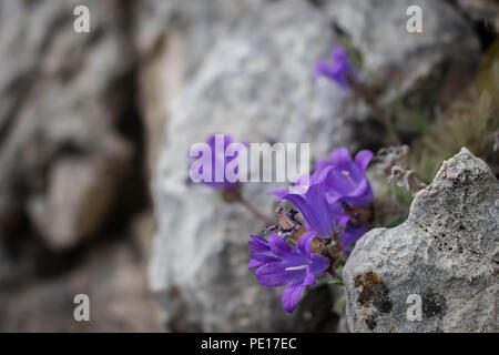 Violetten Blüten von edraianthus auf dem Felsen auf dem Gipfel des Piribeg Sharr Gebirge im Kosovo, in Serbien Stockfoto