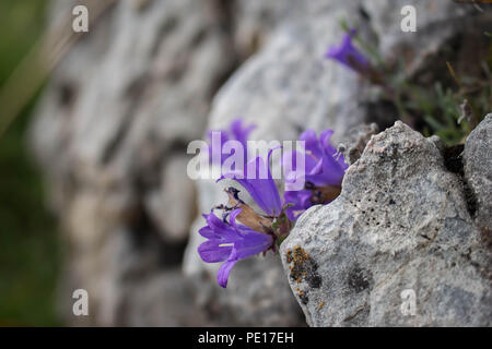 Violetten Blüten von edraianthus auf dem Felsen auf dem Gipfel des Piribeg Sharr Gebirge im Kosovo, in Serbien Stockfoto