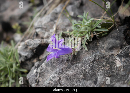 Violetten Blüten von edraianthus auf dem Felsen auf dem Gipfel des Piribeg Sharr Gebirge im Kosovo, in Serbien Stockfoto