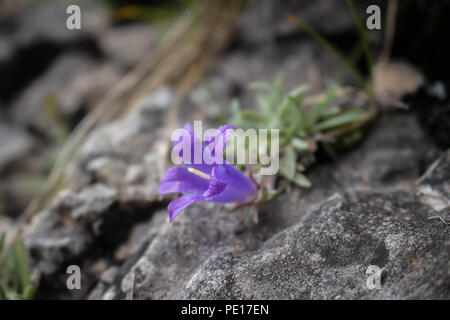 Violetten Blüten von edraianthus auf dem Felsen auf dem Gipfel des Piribeg Sharr Gebirge im Kosovo, in Serbien Stockfoto