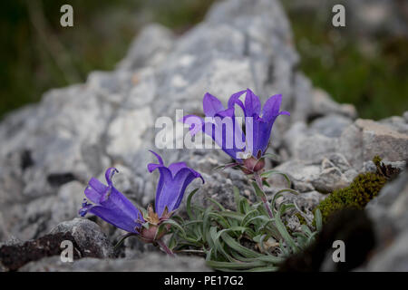 Violette Blüten von Edraianthus am Scharr Bergrücken im Kosovo, Serbien Stockfoto