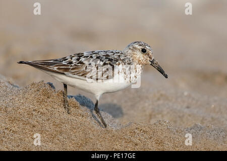 Sanderling (Calidris alba) Nahrungssuche auf einem Lake Huron strand Anfang August - Ontario, Kanada Stockfoto