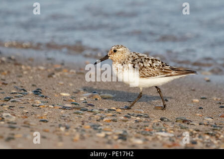 Sanderling (Calidris alba) Nahrungssuche auf einem Lake Huron strand Anfang August - Ontario, Kanada Stockfoto