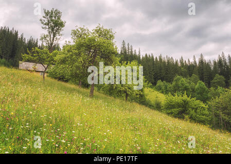 Tolle Aussicht auf Sommer alpine Landschaft in Karpaten, Natur Landschaft mit Wildblumen, motley Gras, Obst Garten und Wald Stockfoto