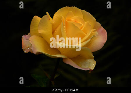 Gärten und Blumen Stockfoto