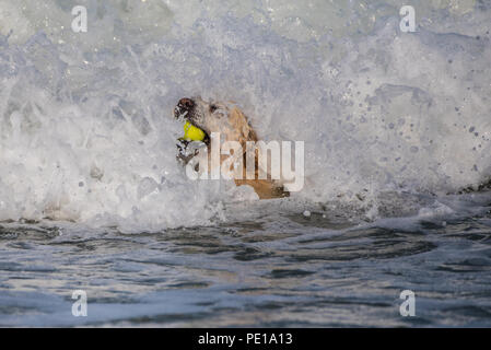 Golden Retriever an Ball und Kopf vor weißen Wasser beim Spielen mit Tennis ball holen. Stockfoto