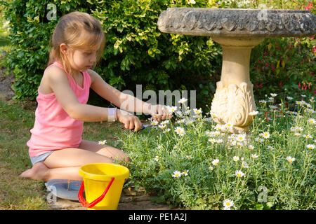 Junge Mädchen im Garten schneiden toten Blumen, tot - Rubrik, Gänseblümchen, Schere, fünf Jahre alt, UK Sommer. Stockfoto