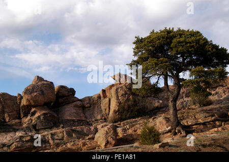 Ein einsamer Baum aus der Rocky Mountain Peak bei Canon City, Colorado Royal Gorge Stockfoto