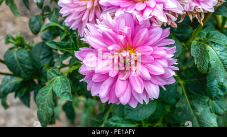 Dahlie Christine 1. Stockfoto